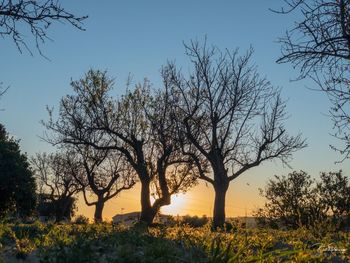 Silhouette bare trees on field against sky during sunset