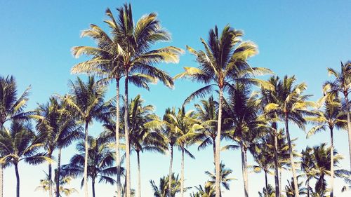 Low angle view of palm trees against sky