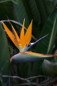 Close-up of flower blooming outdoors