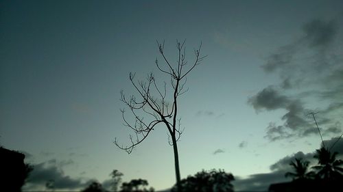 Low angle view of plants against sky