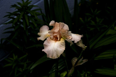 Close-up of flowers