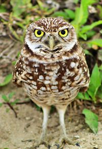 Close-up portrait of a owl