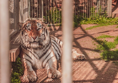 Cat in a zoo