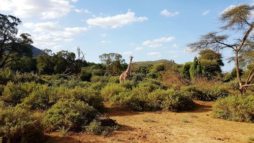 Plants on landscape against sky