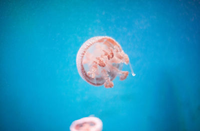 Close-up of jellyfish swimming in sea