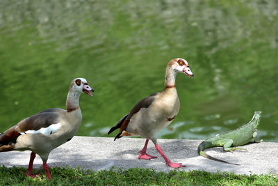 Ducks on a lake