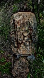 Close-up of old tree stump in forest