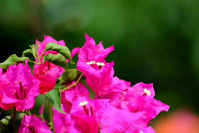 Close-up of pink flowers blooming outdoors