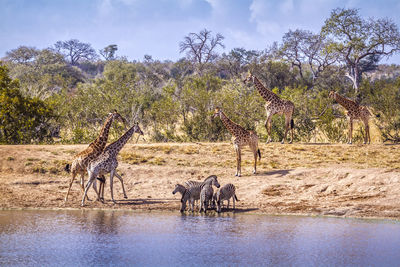 View of horse drinking water from tree