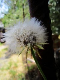 Close-up of dandelion flower