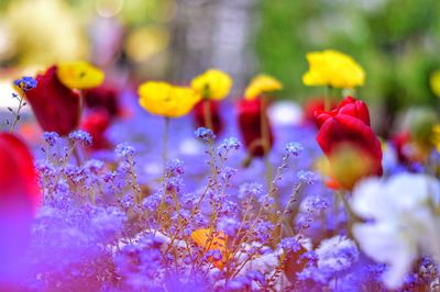 Close-up of multi colored flowers