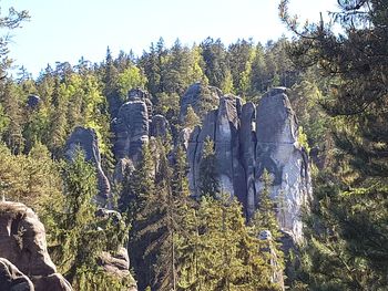 Panoramic view of trees in forest against clear sky