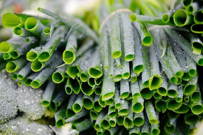 Close-up of wet vegetables for sale at market