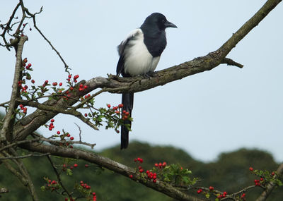 Low angle view of bird perching on tree against clear sky