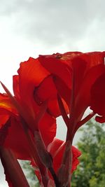 Close-up of red flower