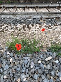 High angle view of flowering plant on railroad track