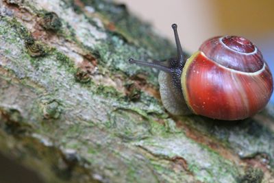 Close-up of snail