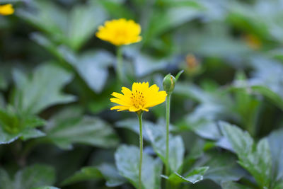 Close-up of yellow daisy flowers