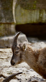 Close-up of deer