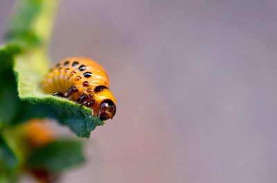 Close-up of ladybug on plant