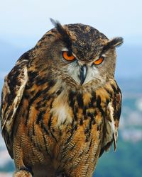 Close-up portrait of great horned owl