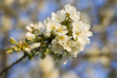 Close-up of white flowers on branch
