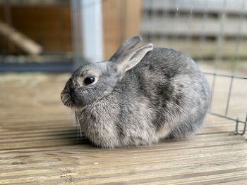 Close-up of a rabbit