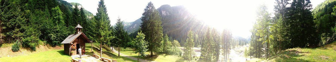 Panoramic view of trees in forest against clear sky