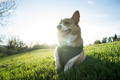 Close-up of dog sitting on field against sky