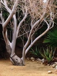 Tree roots