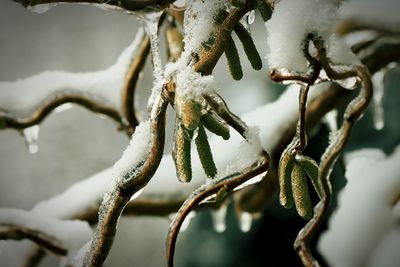 Close-up of frozen plant during winter