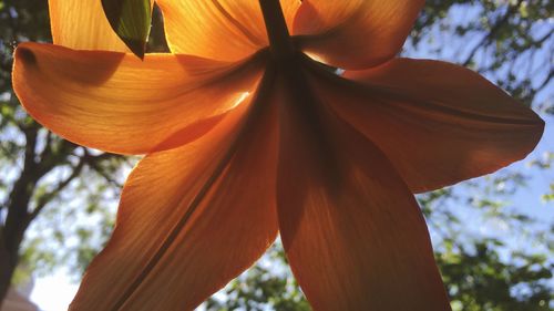 Close-up of orange flowers