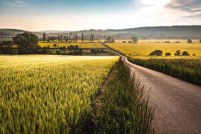 Scenic view of agricultural field against sky