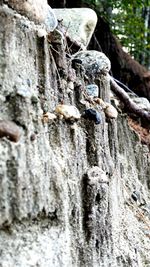 Low angle view of lizard on tree trunk