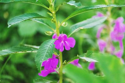 Close-up of pink flowering plant