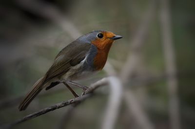 Close-up of bird perching on twig