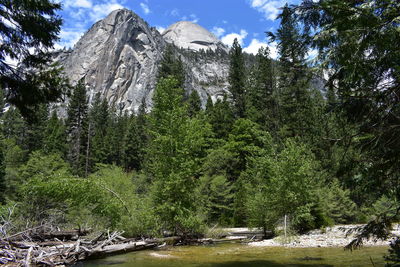 Scenic view of pine trees in forest