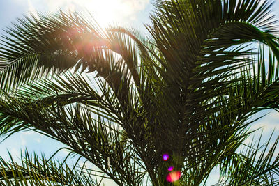 Low angle view of palm tree against sky