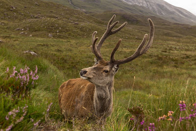 Deer standing on field