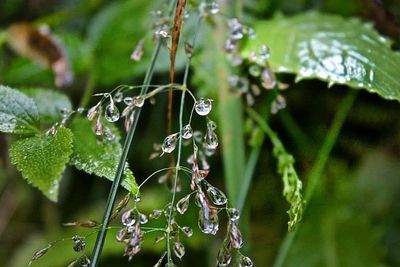 Close-up of plant