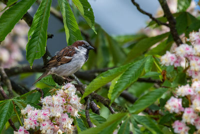 Close-up of bird perching on flower