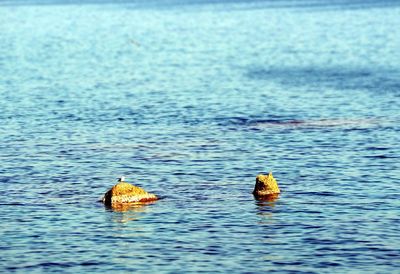 View of ducks swimming in sea