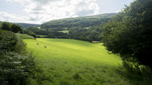 Scenic view of landscape