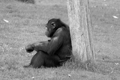 Chimpanzee sitting