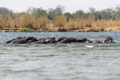 View of hippos swimming in water