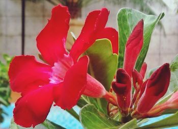 Close-up of red flowers