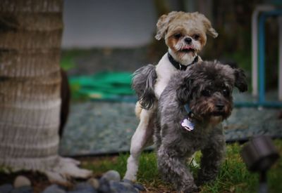 Dogs mating in yard