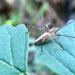 Close-up of insect on leaf