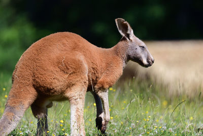 Portrait of a kangaroo in a meadow 