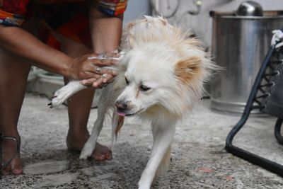 My pet getting a bath by my mom